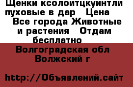 Щенки ксолоитцкуинтли пуховые в дар › Цена ­ 1 - Все города Животные и растения » Отдам бесплатно   . Волгоградская обл.,Волжский г.